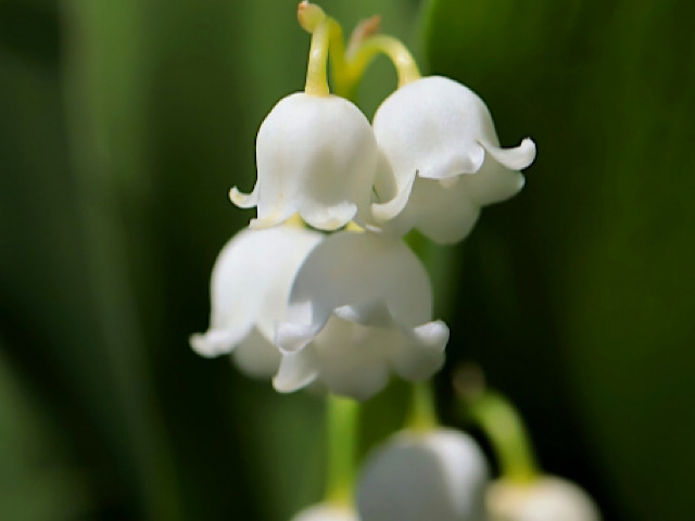 幸せの象徴スズラン 鈴蘭 の花言葉とは 聖母マリアの涙の花 Erma S Flower Note