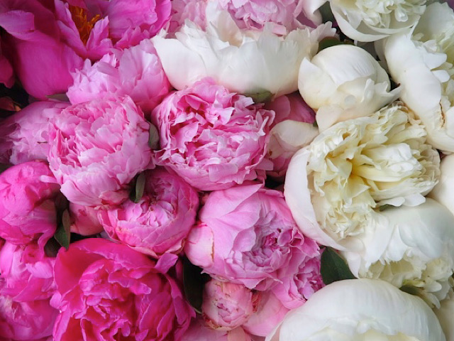 芍薬 シャクヤク の花言葉とは 英語の慣用句に使われる恥じらいの花 Erma S Flower Note