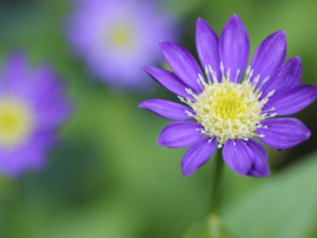 ミヤコワスレ 都忘れ の花言葉とは 紫色の別れをイメージさせる花 Erma S Flower Note
