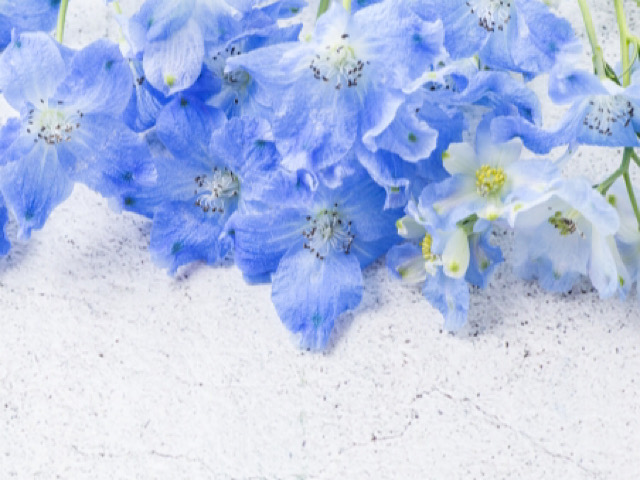 デルフィニウムの花言葉とは 花屋で定番の爽やかな青色の花 Erma S Flower Note