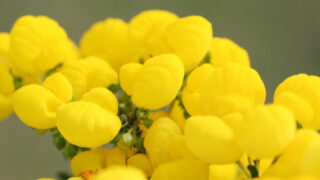 エニシダの花言葉とは 花にまつわる怖いエピソードを解説 Erma S Flower Note