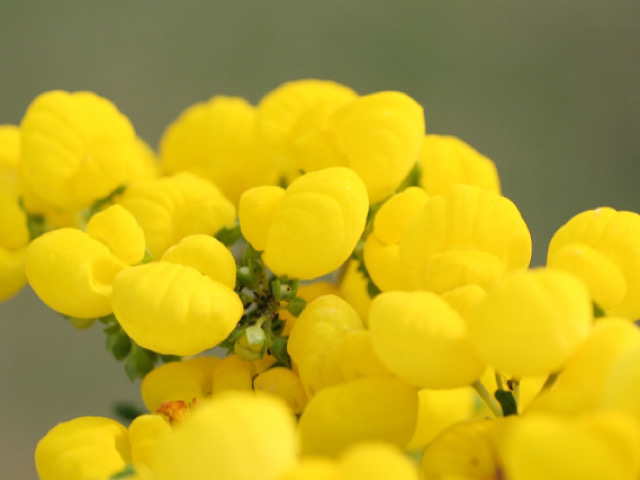 カルセオラリア 巾着草 の花言葉とは 中南米原産の個性的な花 Erma S Flower Note