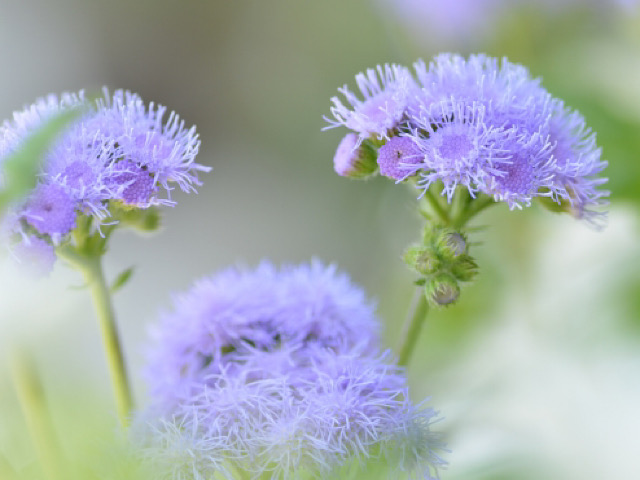 アゲラタムの花言葉とは 青紫色のフワフワとした愛らしい花 Erma S Flower Note