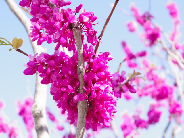 ハナズオウ 花蘇芳 の怖い花言葉とは ユダの木と呼ばれる美しい花木 Erma S Flower Note