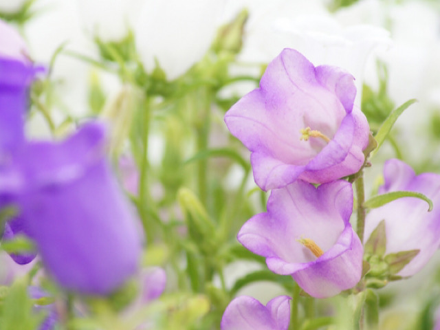 カンパニュラの花言葉とは 誠実さを表す釣鐘型の愛らしい花 Erma S Flower Note