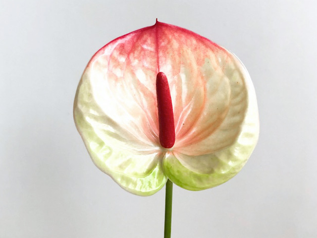 8月におすすめの切り花アンスリウムの画像