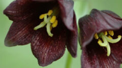 クロユリ 黒百合 の怖い花言葉とは 復讐から名付けられた由来や意味を解説 Erma S Flower Note