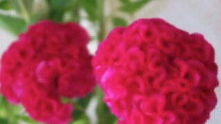 アマランサスの花言葉とは ケイトウに似た赤や緑の個性的な花 Erma S Flower Note