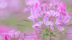 エリンジウム エリンジューム の花言葉とは 種類や名前の由来などを詳しく解説 Erma S Flower Note