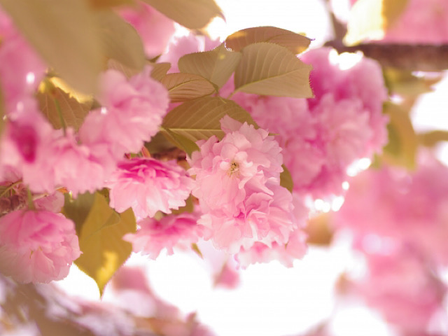 フランスに多い八重桜「関山」の画像