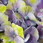 秋色紫陽花の画像