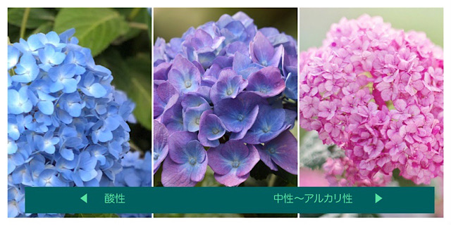 土壌のpH値による紫陽花の色の変化を表した画像