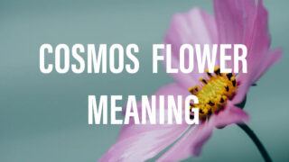 チョコレートコスモスの悲しい花言葉の意味とは 花姿や特徴から考えてみた Erma S Flower Note