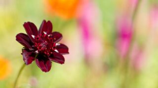 チョコレートコスモスの悲しい花言葉の意味とは 花姿や特徴から考えてみた Erma S Flower Note チョコレートコスモスの悲しい花言葉の意味とは 花姿や特徴から考えてみた Erma S Flower Note
